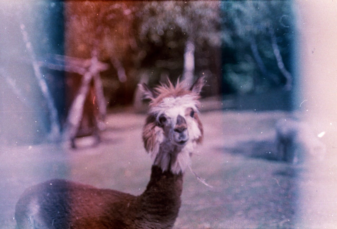 A nostalgic film photo capturing a llama in an outdoor setting with light leaks and grain.